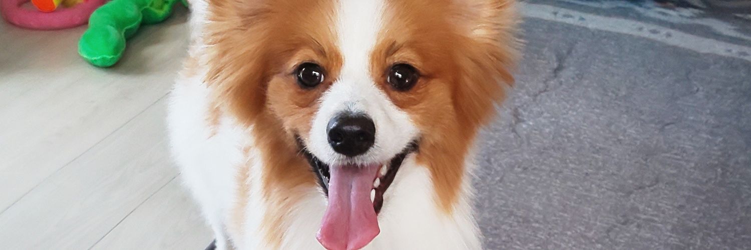 ぶっちゃん banner