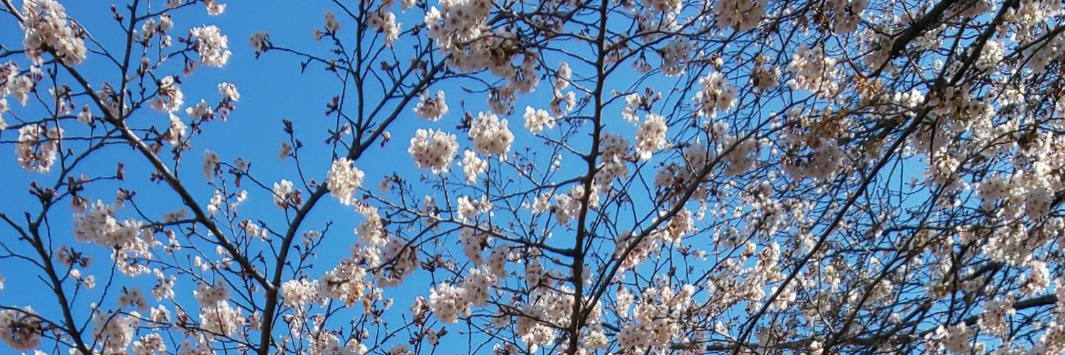 pandanassyi's profile banner image