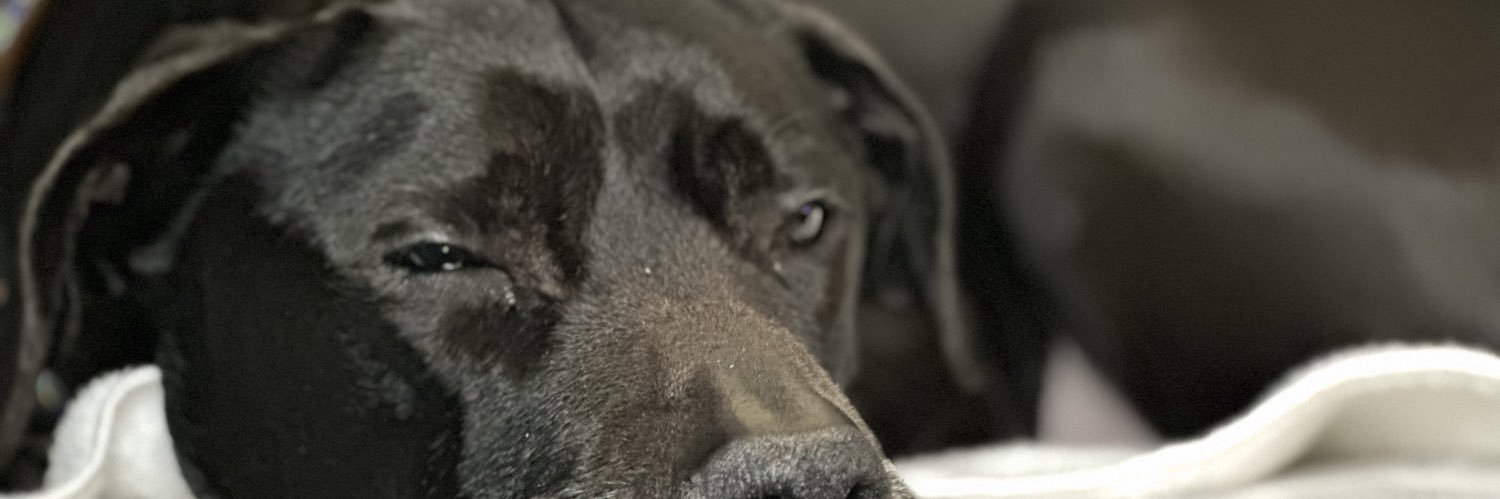 Dangerzios's profile banner image