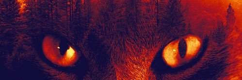 ShiinyPhoenix's profile banner image