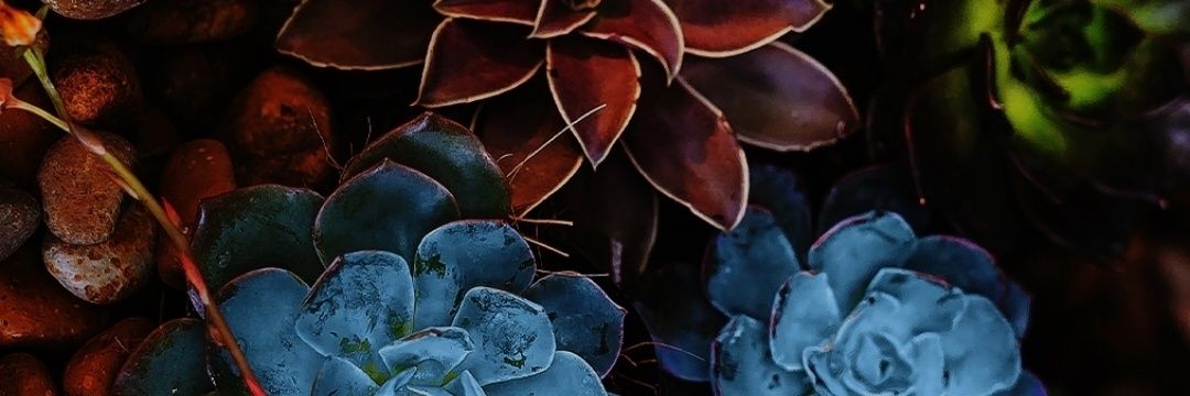 Erbsenkönigin  banner