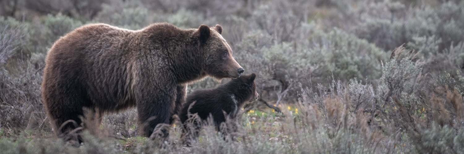 The National Parks Experience banner