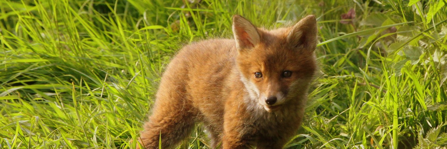 BBC Springwatch banner