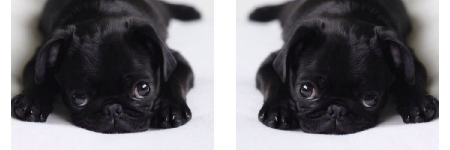 TheRealShayno banner