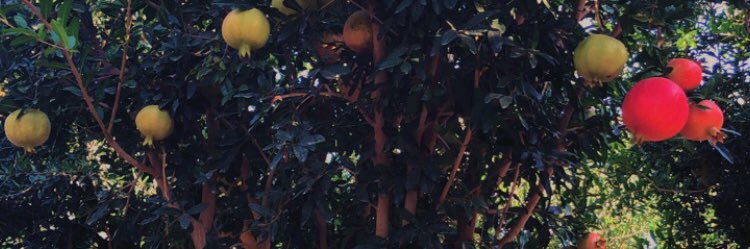 محمد banner