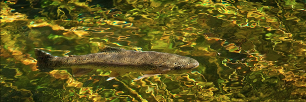 woscholar Profile Banner