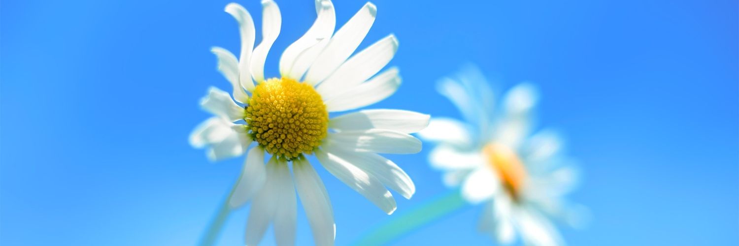 Wakana_Chiba's profile banner image