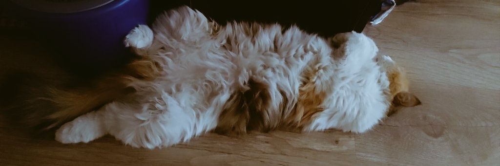 Red Foxii‏‎ banner