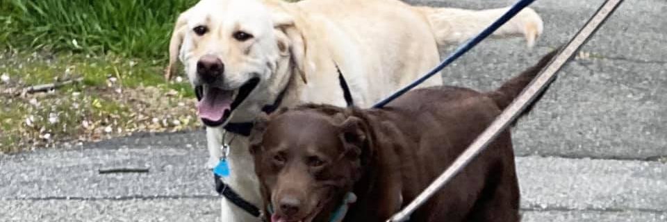 LisaELambert's profile banner image