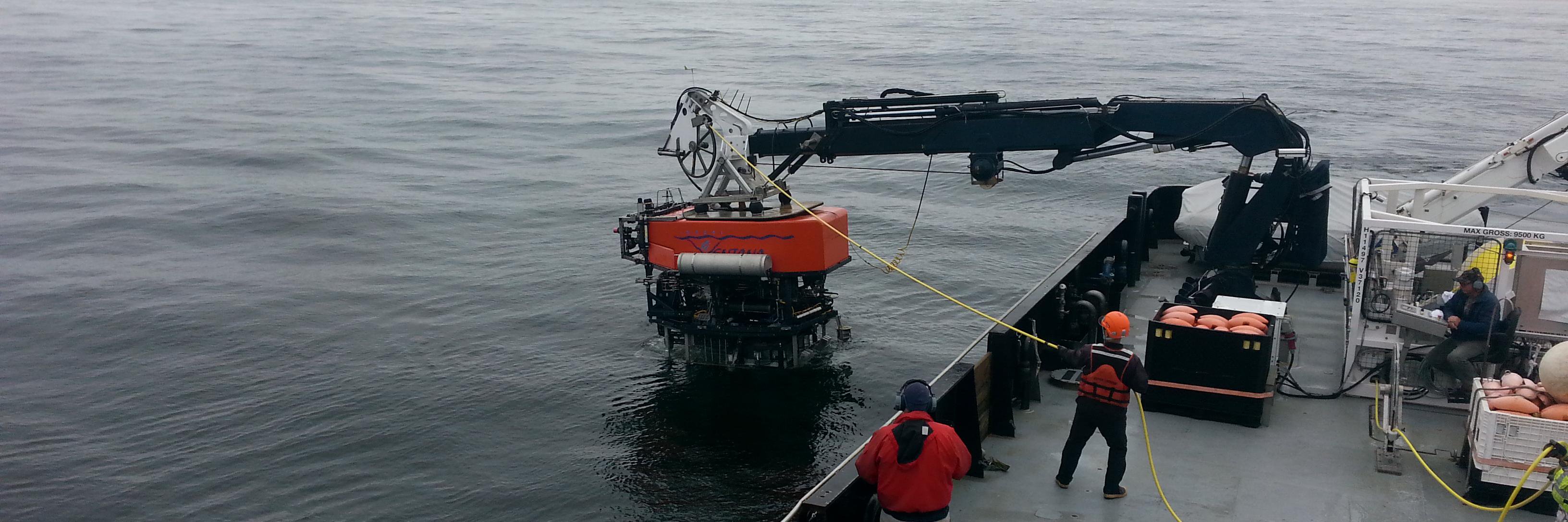 Dr Katy Willis banner