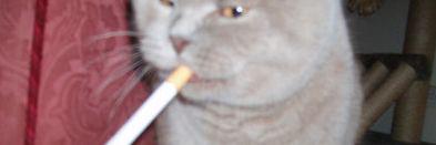 fyeahmardybum's profile banner image