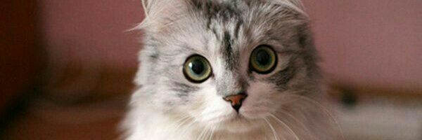 deepdutta's profile banner image