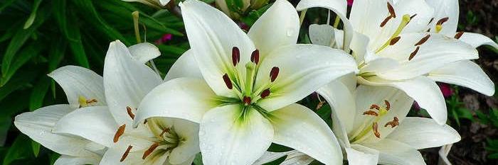 Rizki Rahmadani Ilmar banner