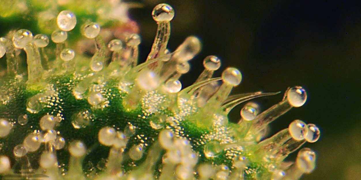 CultivandoConC's profile banner image