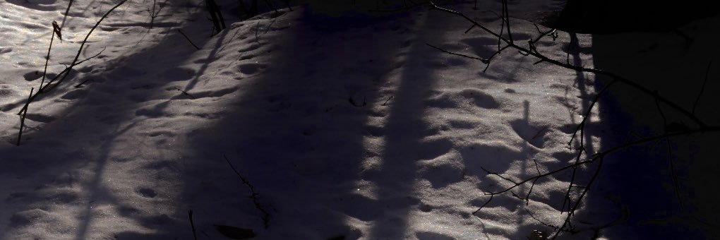 Shingo Potier ポチエ真悟 banner