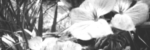 ZPNGDYS's profile banner image