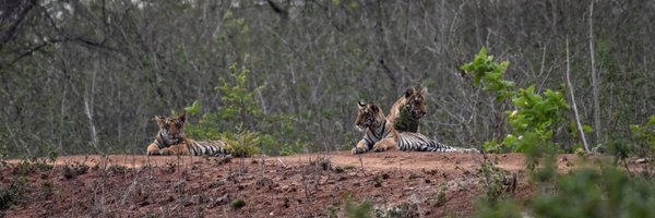 Panna Tiger Reserve Profile Banner