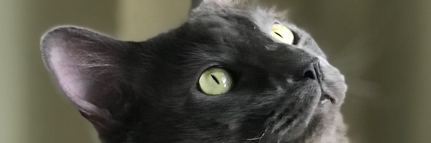 FeralFixers's profile banner image
