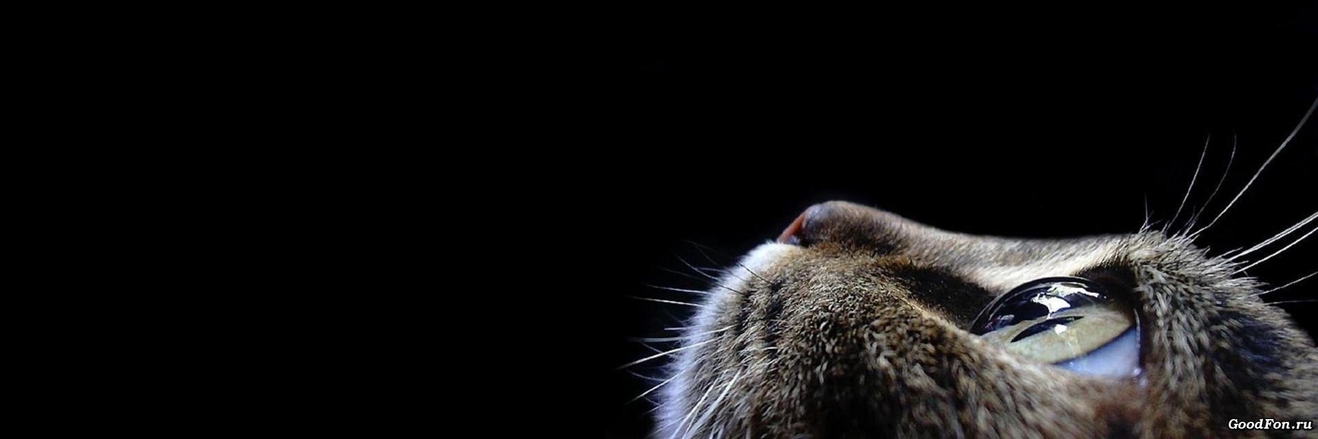 bitemesoon's profile banner image