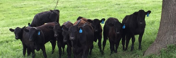 JollyFarmBeef's profile banner image