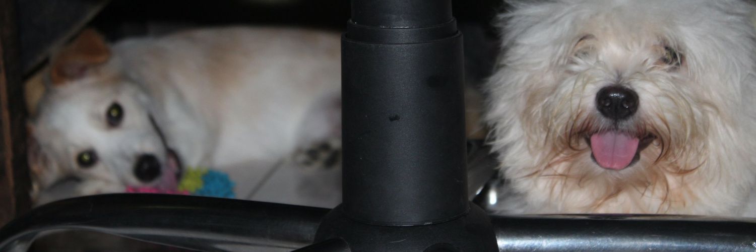 charishchew's profile banner image