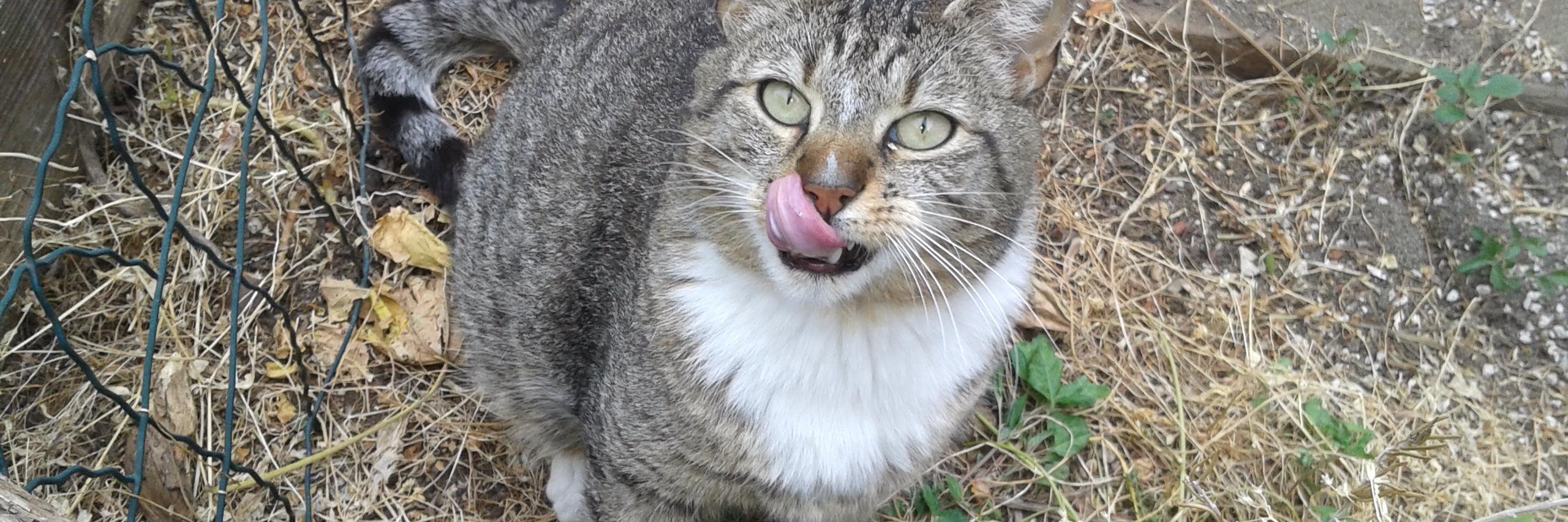 foragingcats's profile banner image