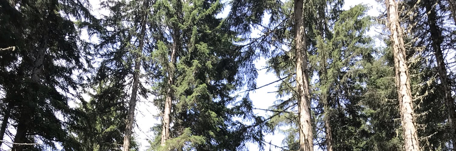BuratoGreta's profile banner image
