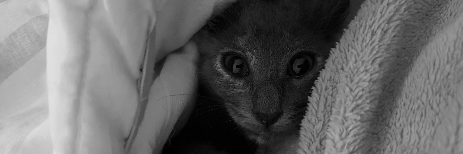 soficarranz4's profile banner image