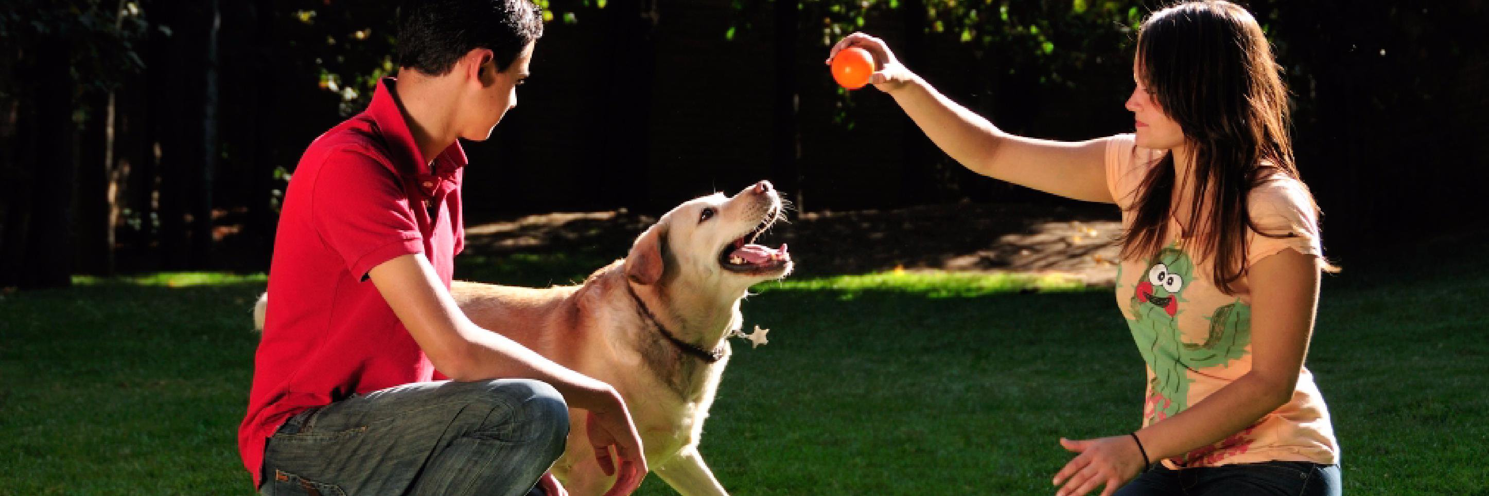 Pet Food Institute banner