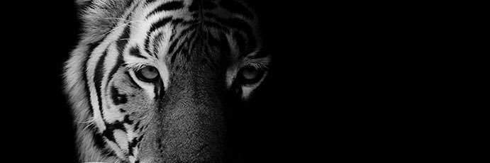 Peter Bocchino banner