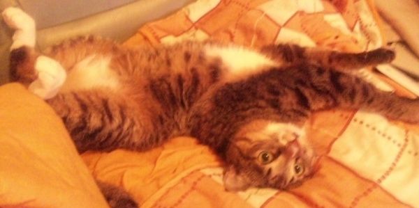 しゅがるん🔥🦖 banner