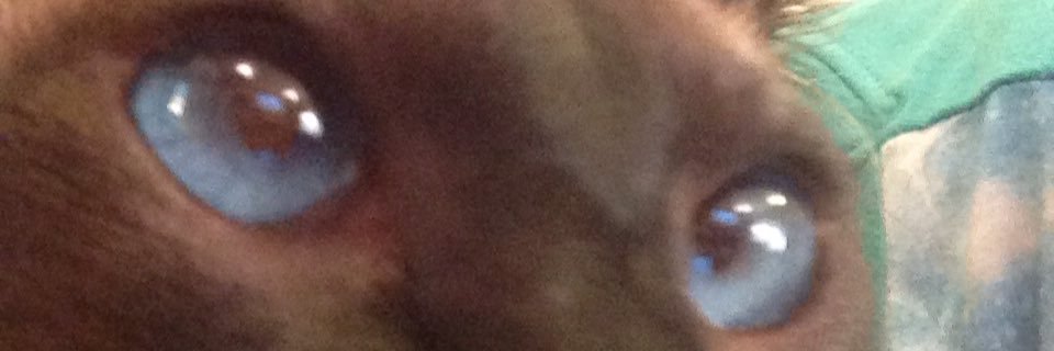 pixie_willo's profile banner image