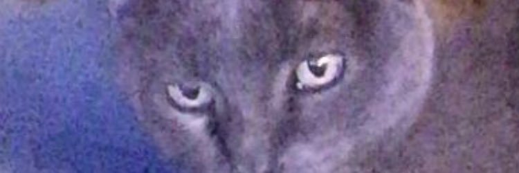 ashes_miles's profile banner image