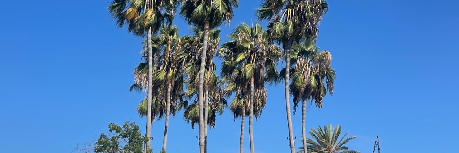 seassapops's profile banner image