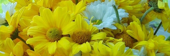 vivekaOkta's profile banner image