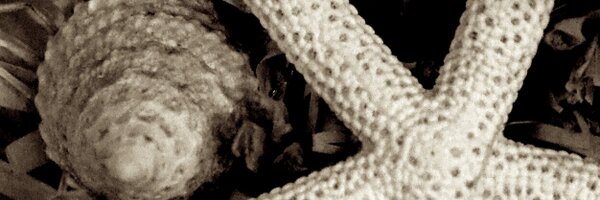 1daledesarro Profile Banner