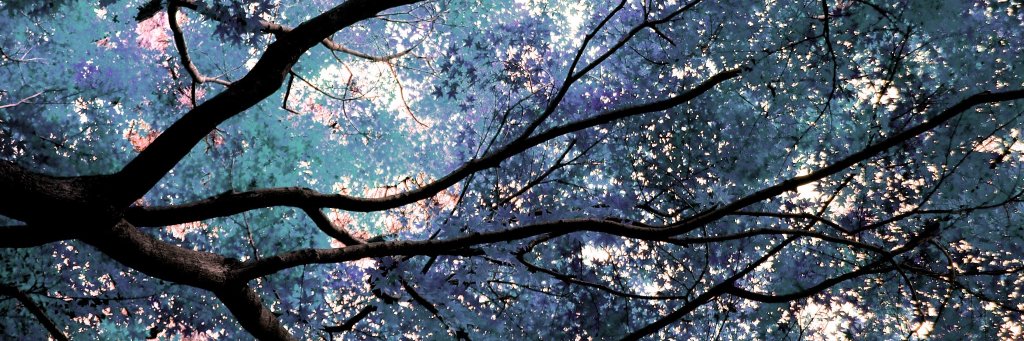 tegan_nicholson's profile banner image