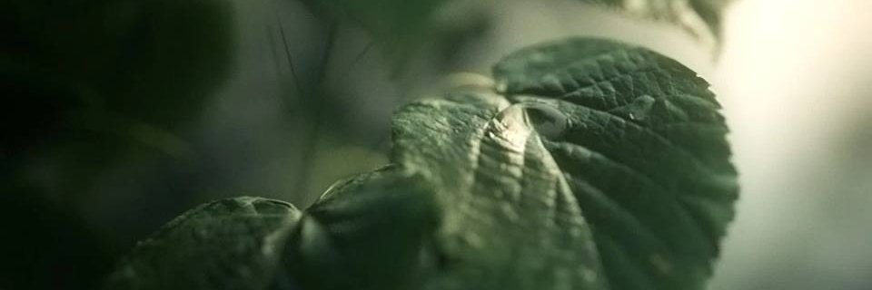 NatMrRam's profile banner image