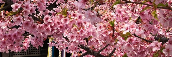 Mazulis16 Profile Banner