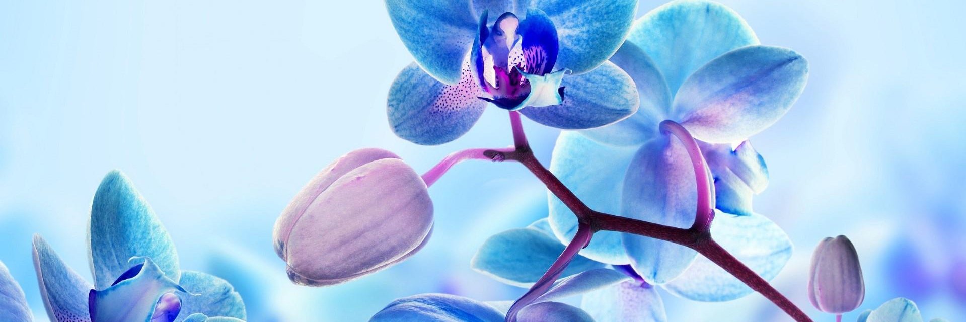 🌷 Sнirℓeу ♔'s banner