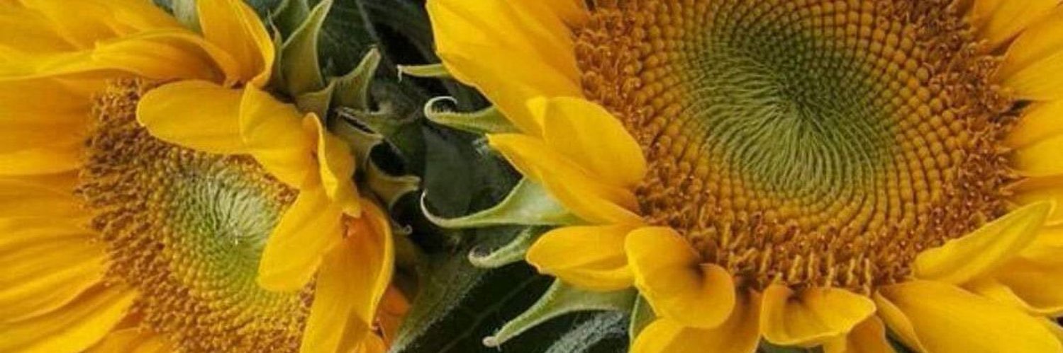Elilada's profile banner image