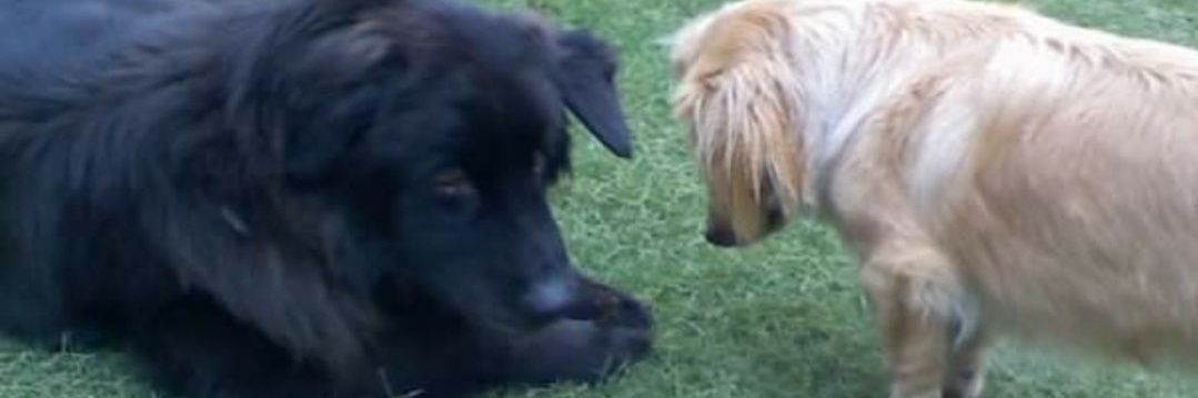 CCdogmum's profile banner image