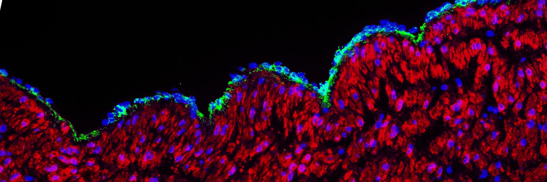 Tom Flanagan 🫀🧠 banner