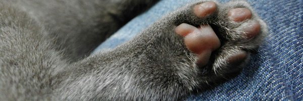 STA_thoughtless Profile Banner