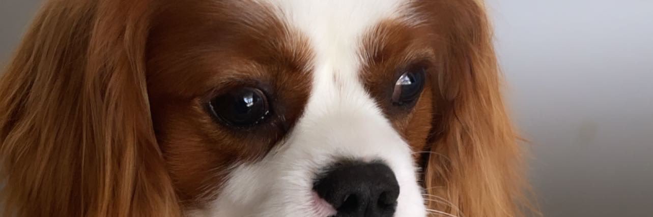 rzusu's profile banner image