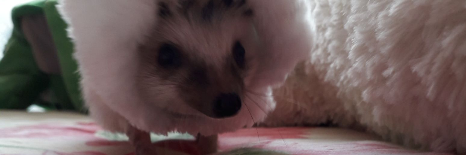 AnaLauraVelasc3's profile banner image