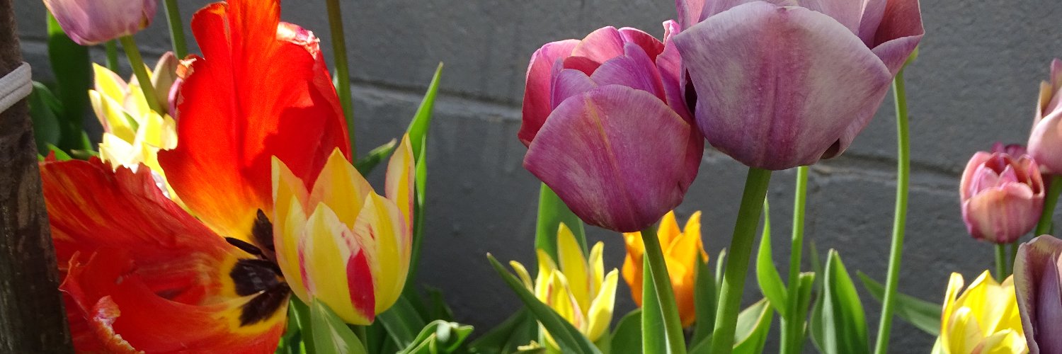 William storm watcher banner