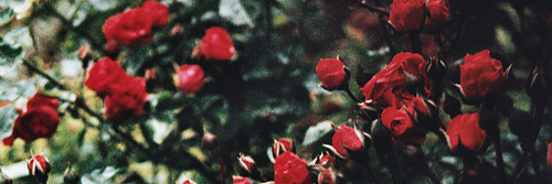 probablyvanessa's profile banner image