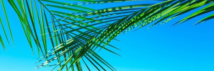 SkyeEliza's profile banner image