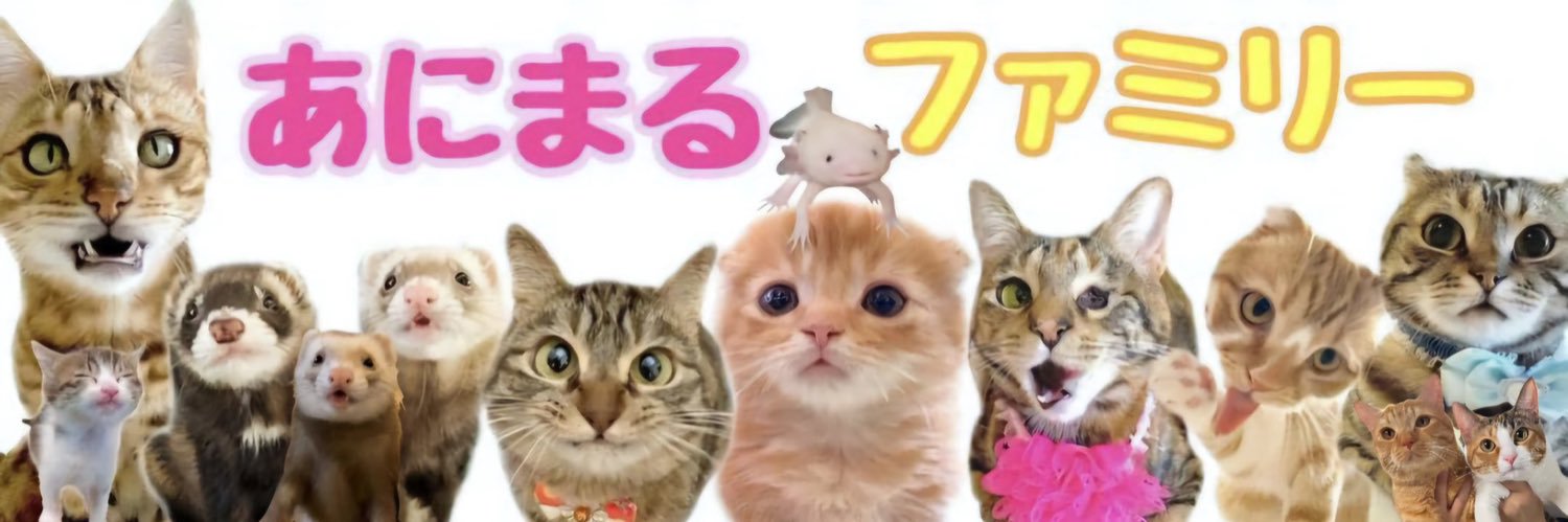 友子ちゃんとお兄ちゃん🌿ねこ&フェレット 😻🐻 banner